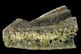 Fossil Edmontosaurus (Hadrosaur) Jaw Section - Montana #139199-2